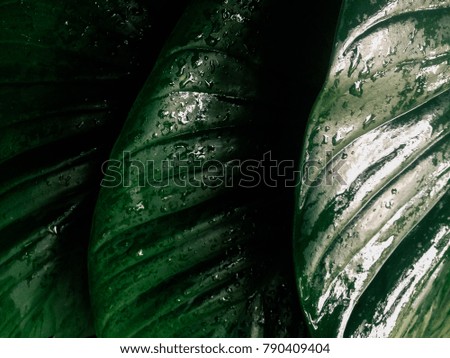 Close up rain drop on tropical natural leaves . texture green palm leaf in forest for background . hipster and vintage style .