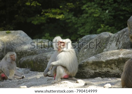 Close up photo of sitting baboon  