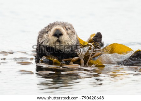 Sea Otter feeling relaxed