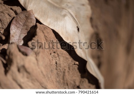 The beautiful light and shadow on texture of dry tree stump.