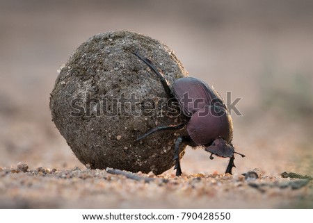 A horizontal, close up colour image of a dung beetle rolling its meticulously rolled back through sand in the Greater Kruger Transfrontier Park, South Africa. Royalty-Free Stock Photo #790428550