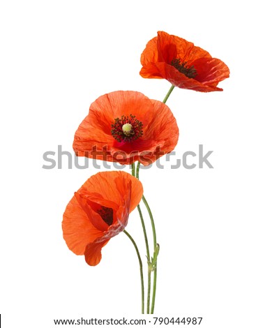 Three red poppies isolated on white background.