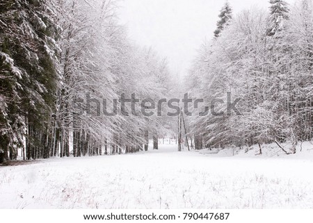 In the woods during the snowfall