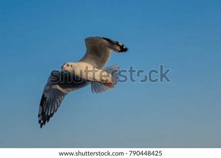 Seagulls fly in the sky at Bang Pu,Thailand,Soft Focus