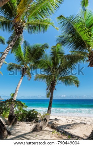 Coconut palms on the beach.