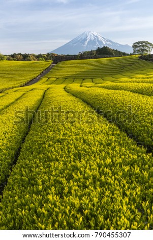 Tea farm and Mount Fuji in spring at Shizuoka prefecture