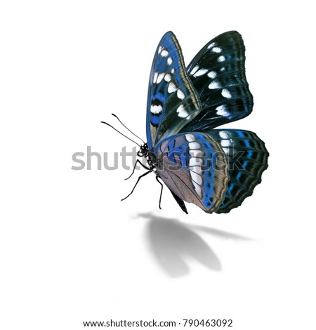Beautiful colorful butterfly isolated on white background