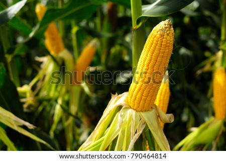 Fresh yellow corn cobs in the field of organic corn. waiting for harvest. Concept food and plant  Royalty-Free Stock Photo #790464814