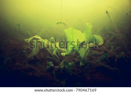 seaweed underwater freshwater