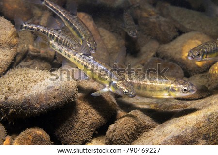 Underwater photography of Common minnow (phoxinus phoxinus) preparing for spawning in a small creek. Beautiful little fish in close up photo. Underwater photography in wild nature. River habitat.  Royalty-Free Stock Photo #790469227