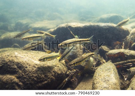 Underwater photography of Common minnow (phoxinus phoxinus) preparing for spawning in a small creek. Beautiful little fish in close up photo. Underwater photography in wild nature. River habitat.  Royalty-Free Stock Photo #790469230