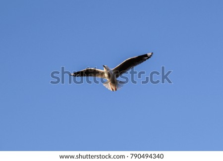 The bird fly in in the blue sky photo