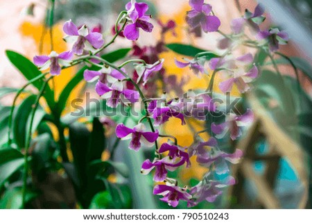 Beautiful orchids stock