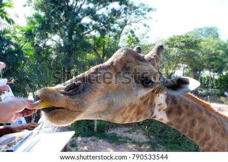 Feed Giraffe in Dusit Zoo at Bangkok