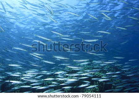 School of Fish: Yellowtail Barracuda