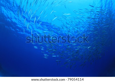 School of Fish: Yellowtail Barracuda