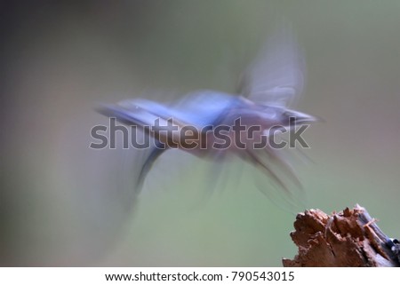 An unusual photo of the take-off of the Eurasian nuthatch taken with a long exposure