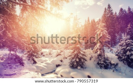 Wonderful Winter Sunset. Majestic Sunny Landscape.  Wintry forest under Sunlight.  Picture of wild area. Scenic image of fairy-tale woodland in sunlit