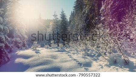 winter landscape in the forest. Sunlight sparkling in the snow. Wonderful Alpine Highlands in Sunny Day. Retro style. Instagram Filter. Picture of wild area
