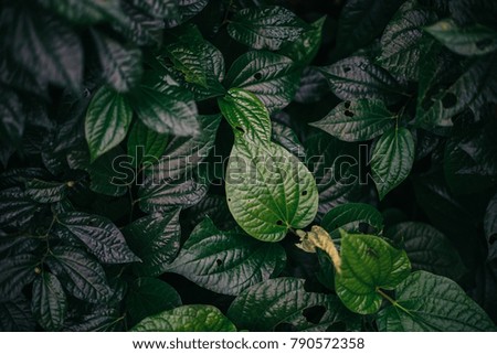 Creative layout made of green leaves. Flat lay. Nature background