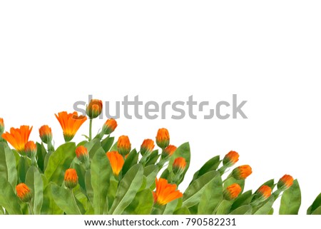 Bright marigold flowers isolated on white background. calendula