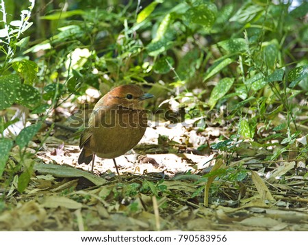 Beautiful bird, Pitta oatesi (Rusty-naped Pitta) standing on a ground in the nature