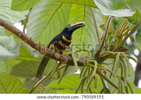 Many-banded Aracari (Pteroglossus pluricinctus) - Cuyabeno Wildlife Reserve (Amazonia, Ecuador)