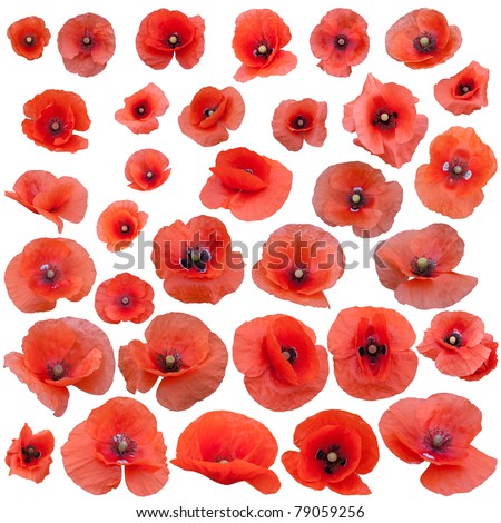 Set of field poppies. Isolated on white background.