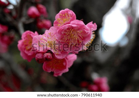 Japanese Garden, Cherry blossom