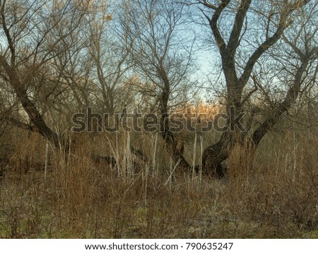 Grove in Old Danube swamp in Tulcea, Dobrogea, Romania on a warm winter day