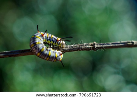 caterpillar and  bokeh background