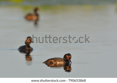 Group of Black Necked Grebes (Podiceps nigricollis) on Water, in Springtime