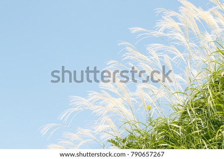 Autumn sky and Japanese silver grasses