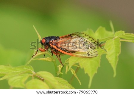 Cicada in Missouri.