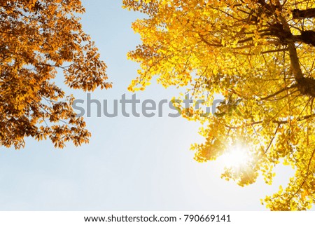 Autumn leaves ginkgo