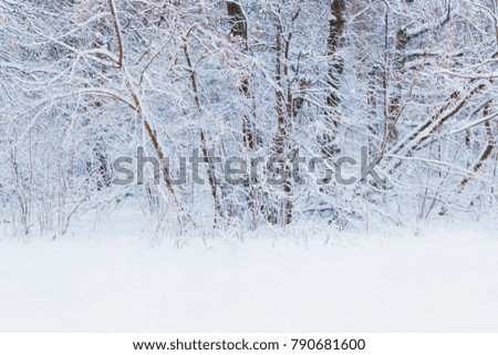 Winter forest with snow and hoarfrost on trees