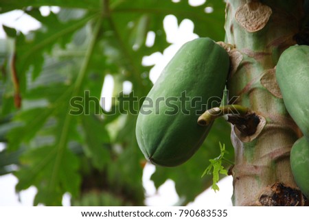 Papaya trees are fruiting