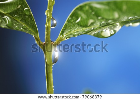 stock image droplet of water on green leaf