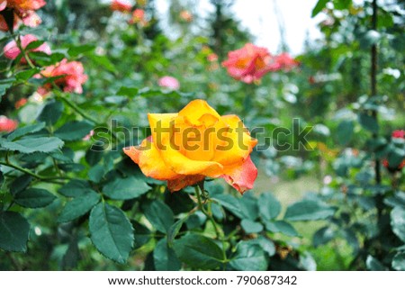 Yellow flower in the floral garden , yellow rose and green leaves