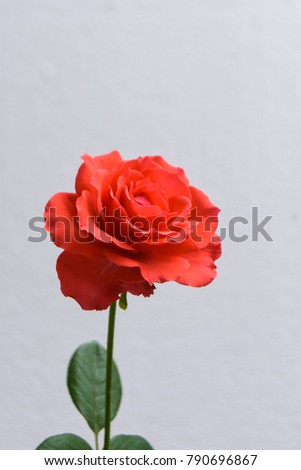 Red roses on a gray background. The meaning of love hidden camouflage.
