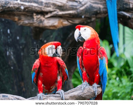 Cute parakeet birds in the zoo.