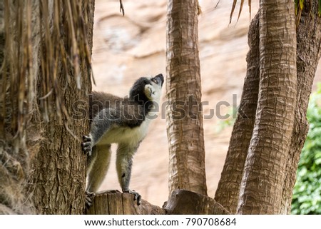 Ring-shaped lemur before jumping on a tree