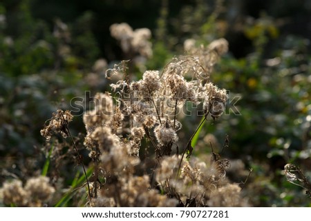 faded plants with fluffy blooms in their natural habitat Backlight of the sun during a summer evening makes an atmospheric background picture