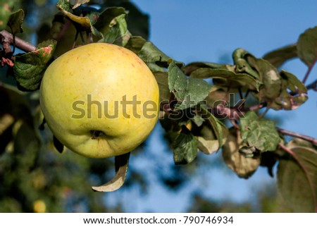 Apple Tree (Malus domestica) in garden, Moscow region, Russia