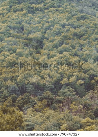 Mountain green forest background. Thailand