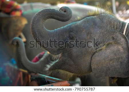 Baby elephant is cute.