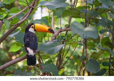 The beautiful toucan is on the green tree, can be used as a green background.