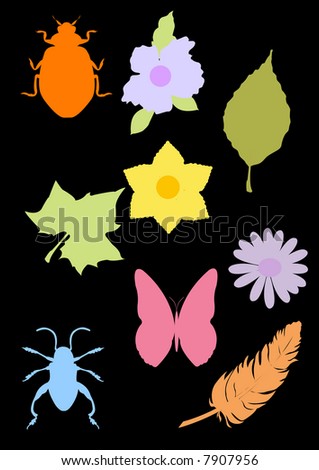 insect ,flowers and foliage illustration