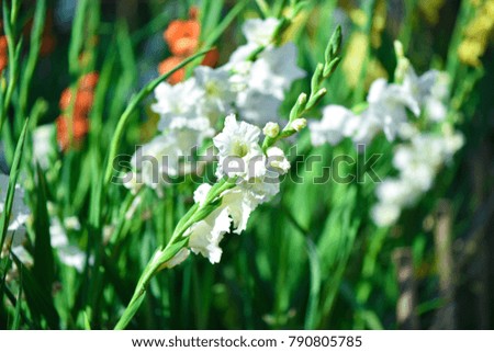 gladiolus flowers bloom in various shapes and colors