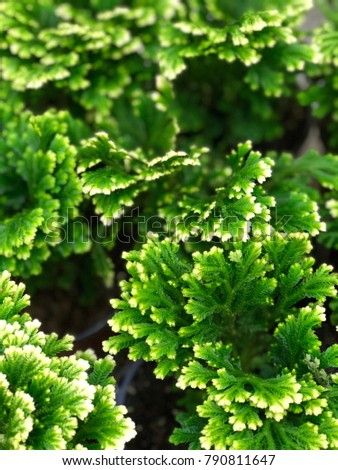  green shrub selaginella martensia. Selaginella greenery. Selaginella jori.